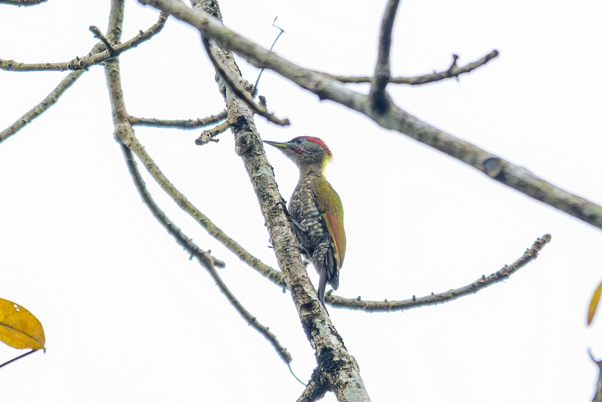 Pito Crestigualdo - ML646168592