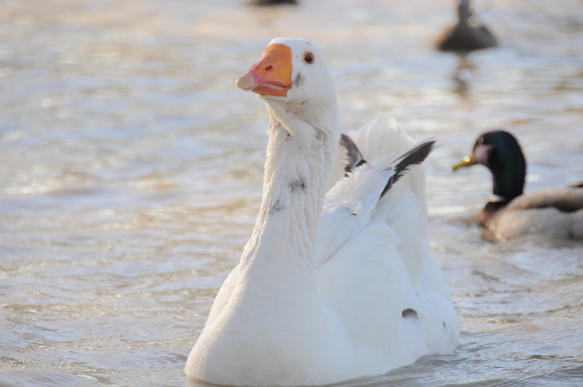 Domestic goose sp. (Domestic type) - ML646168593