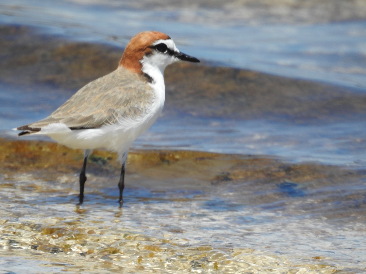 Red-capped Plover - ML646168594