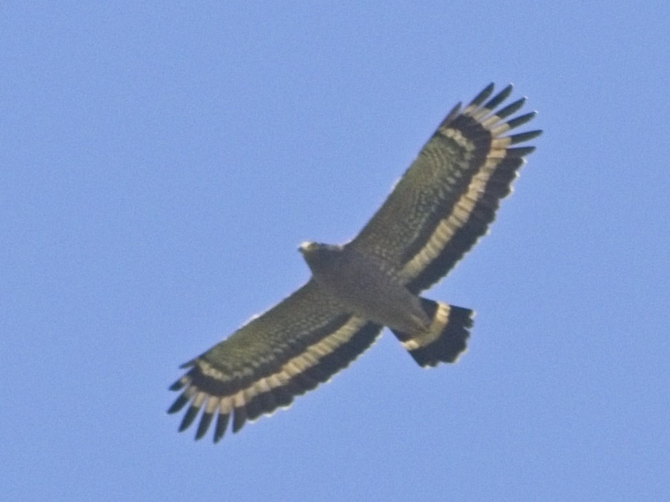 Crested Serpent-Eagle - ML646168595