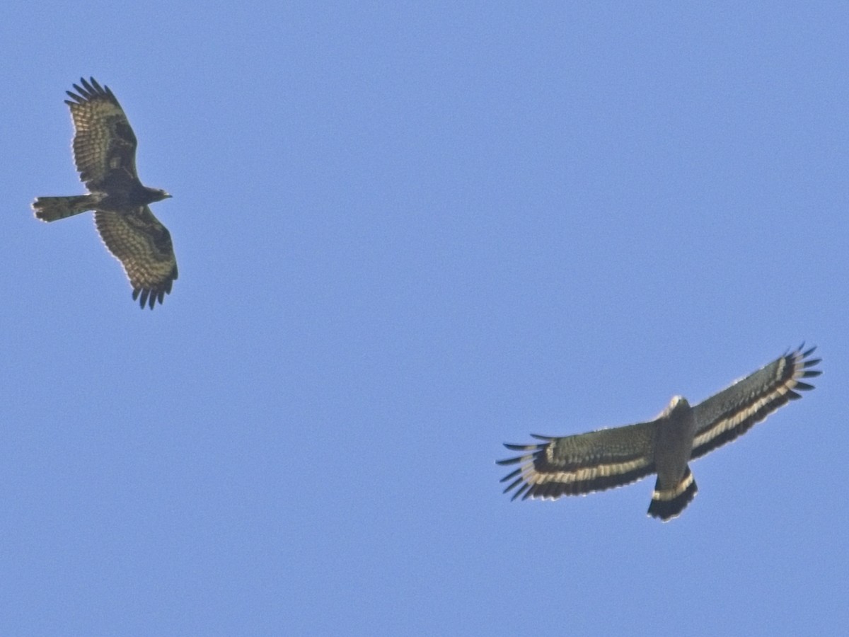 Crested Serpent-Eagle - ML646168596