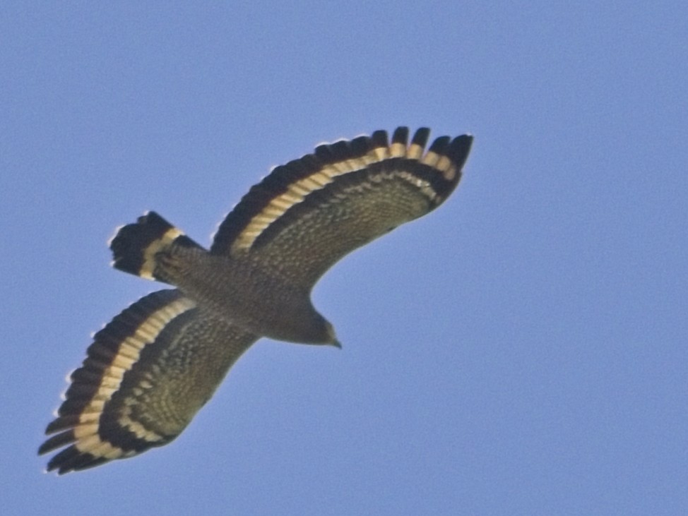 Crested Serpent-Eagle - ML646168598