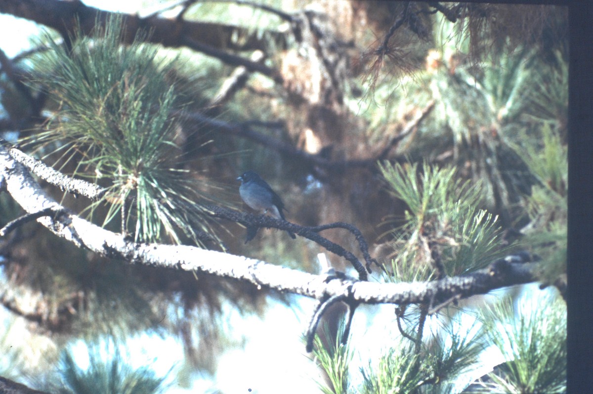 Tenerife Blue Chaffinch - ML646168614