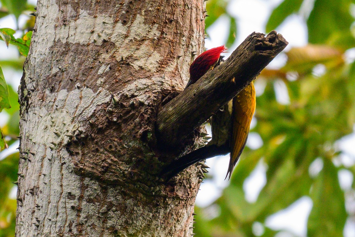 Black-rumped Flameback - ML646168616