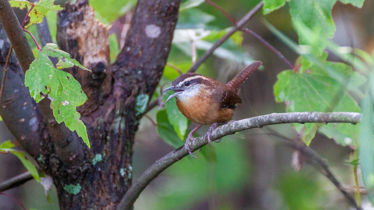Carolina Wren - ML646168617