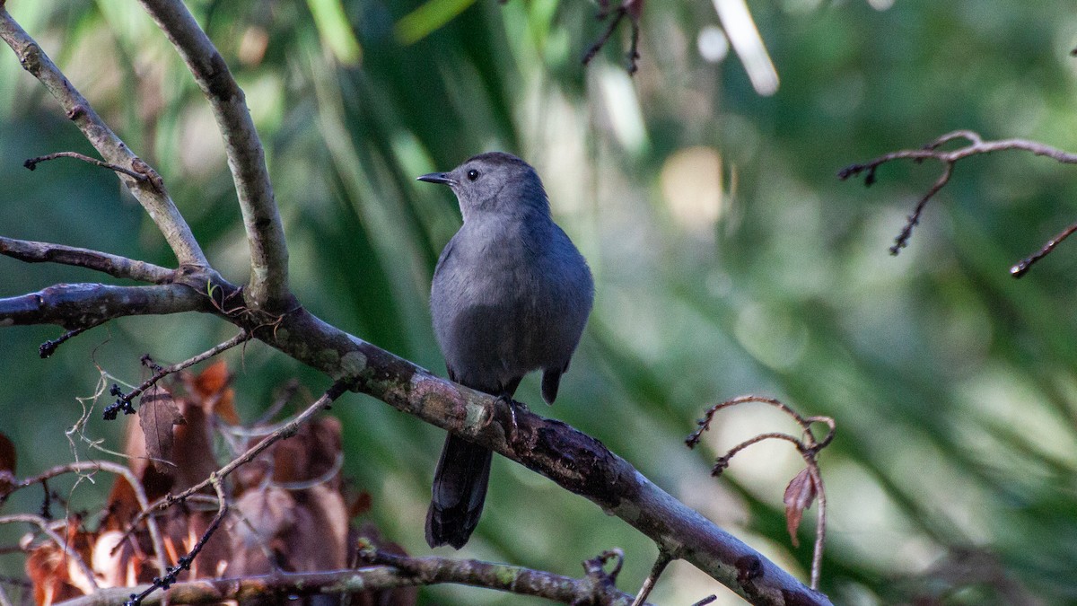 Gray Catbird - ML646168620