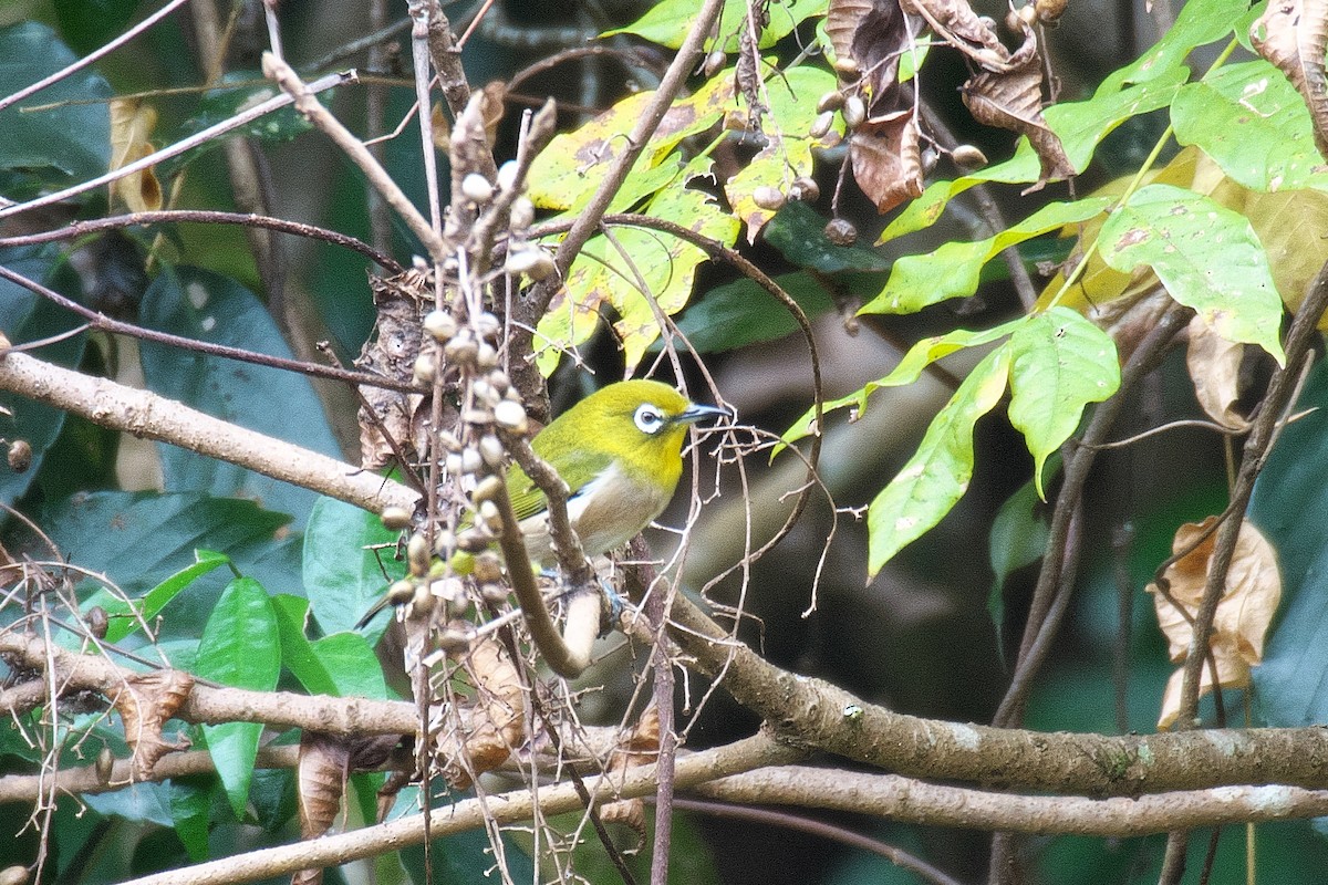 Окулярник японський - ML646168621