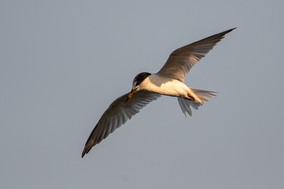 rybák malý - ML646168622