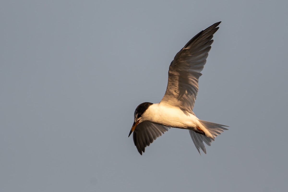 rybák malý - ML646168623