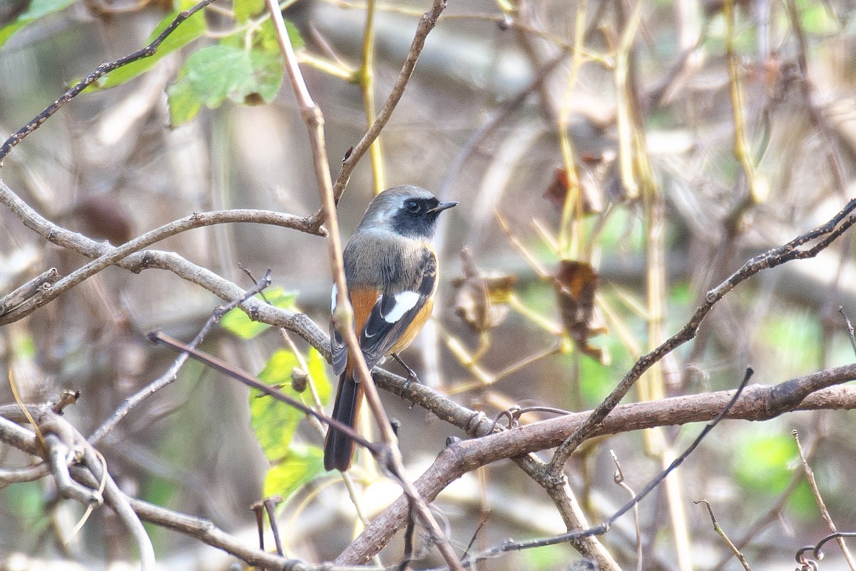 חכלילית סיבירית - ML646168626