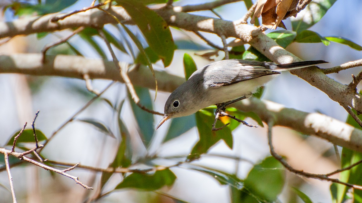 Blue-gray Gnatcatcher - ML646168627