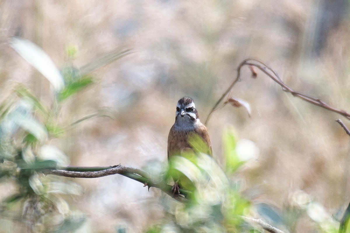 Вівсянка чорновуса - ML646168629