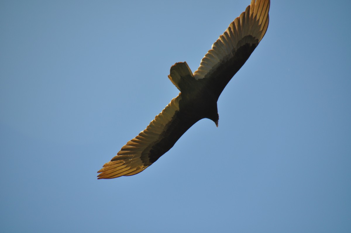 Urubu à tête rouge - ML646168630