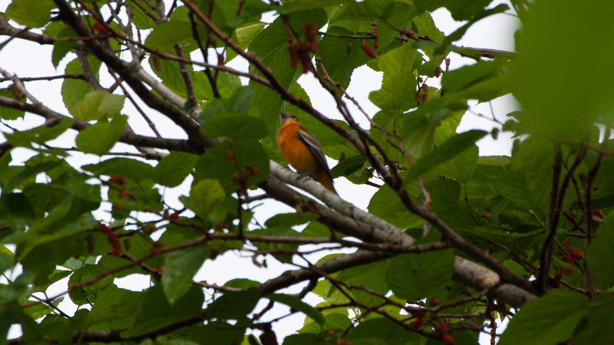 Baltimore Oriole - ML646168631