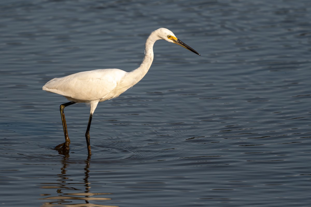 volavka stříbřitá - ML646168632