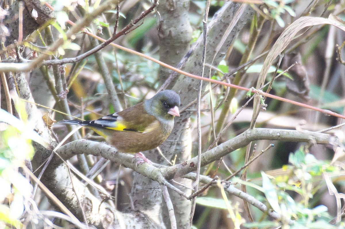 Зеленяк китайський - ML646168634