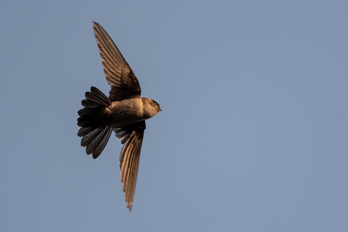 salangana australská - ML646168638