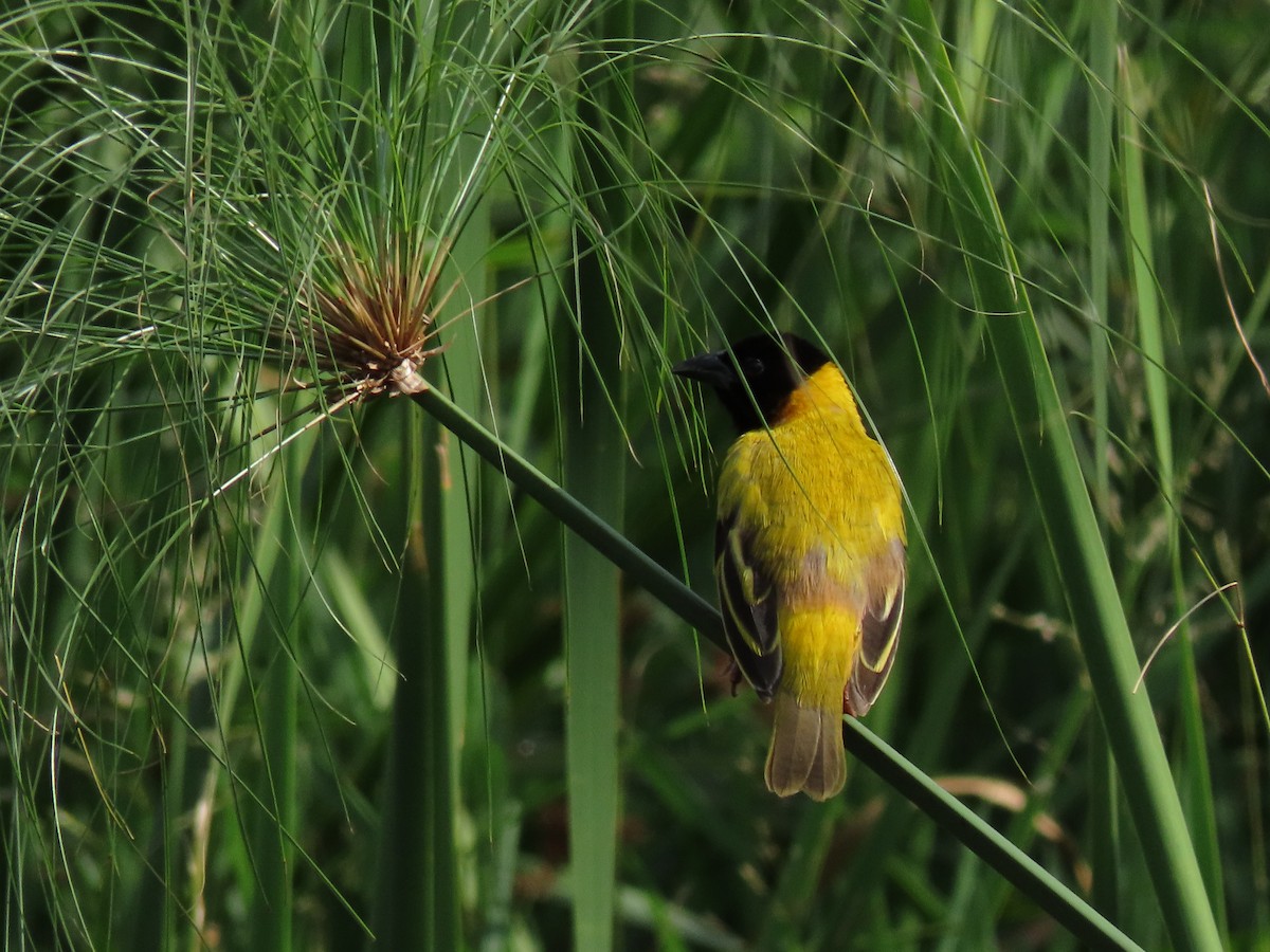 Black-headed Weaver - ML646168642
