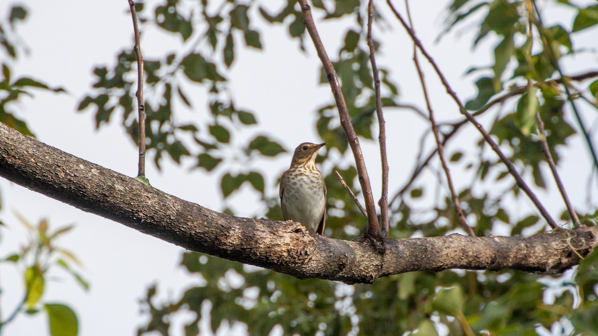 Swainson's Thrush - ML646168643
