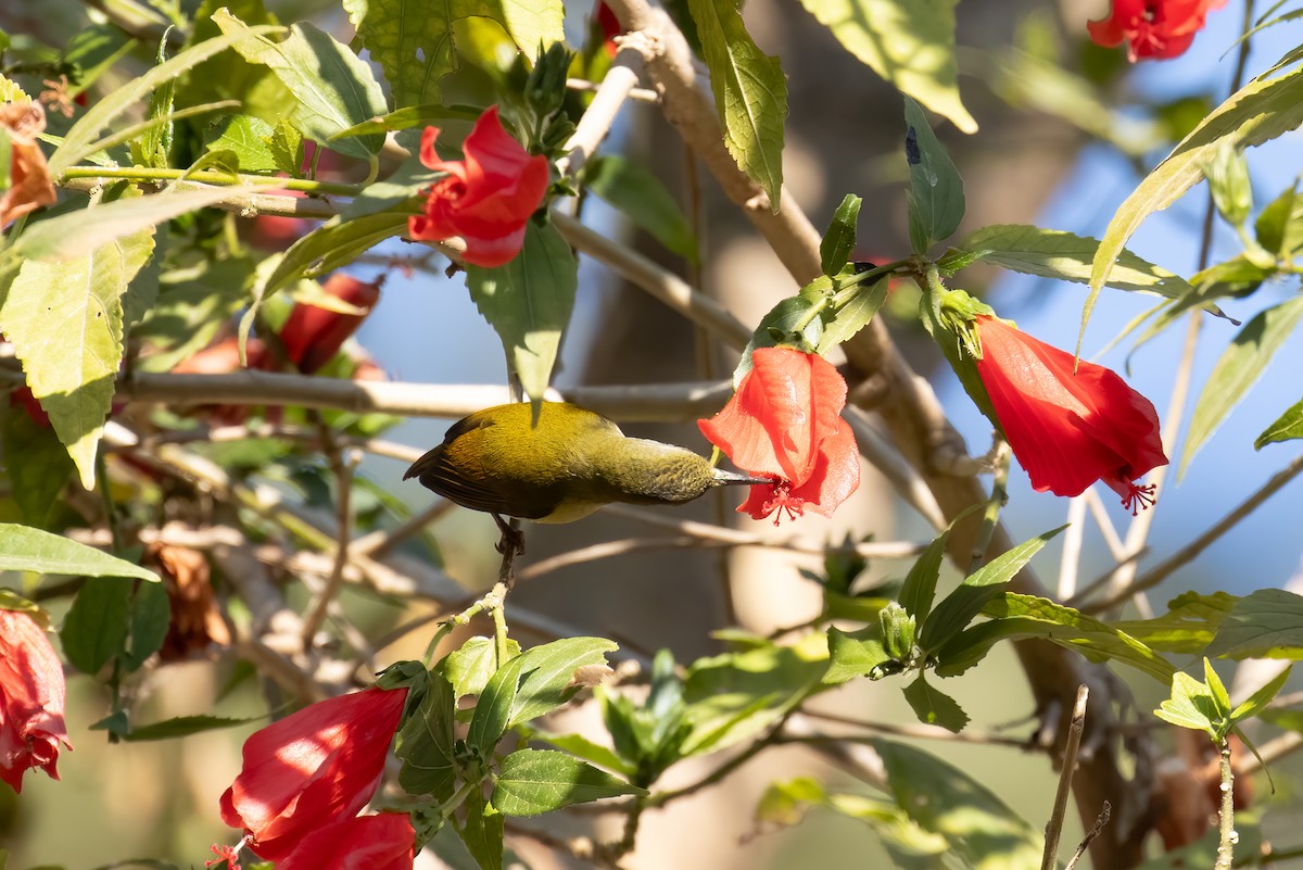 Suimanga Siparaja - ML646168666