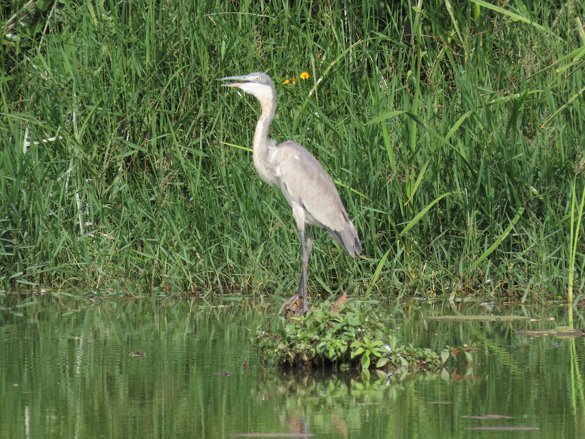 Black-headed Heron - ML646168667