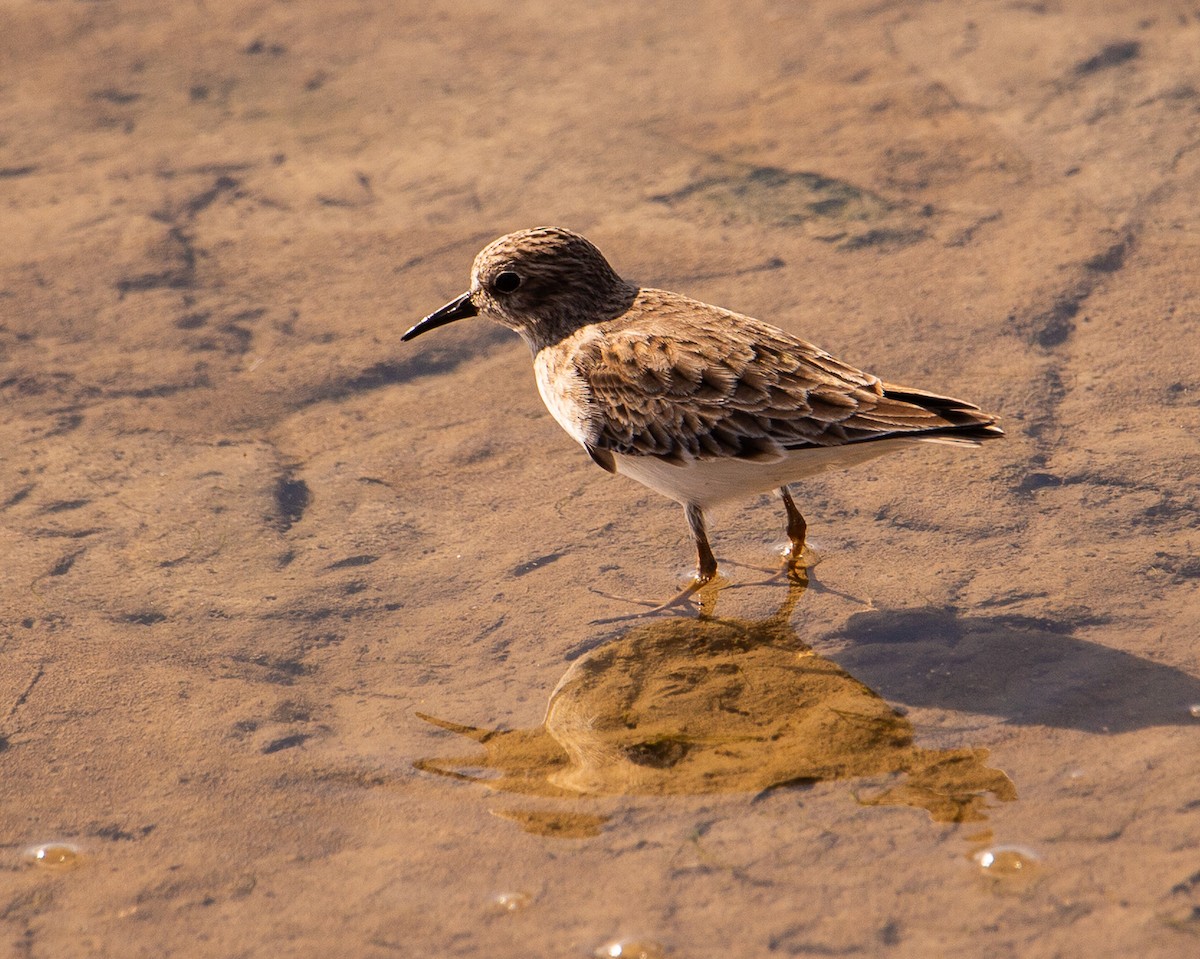 Least Sandpiper - ML646168669