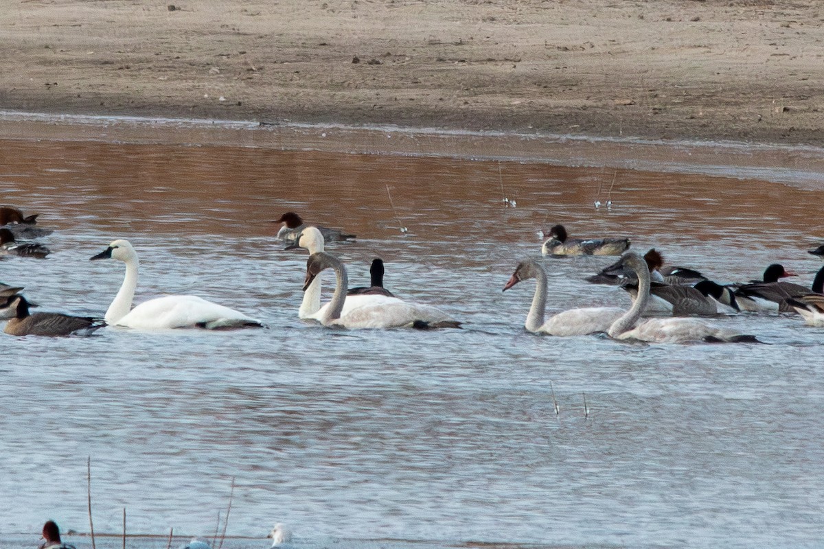 labuť malá - ML646168672