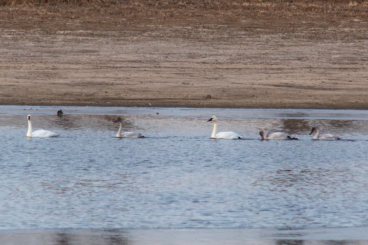 labuť malá - ML646168673