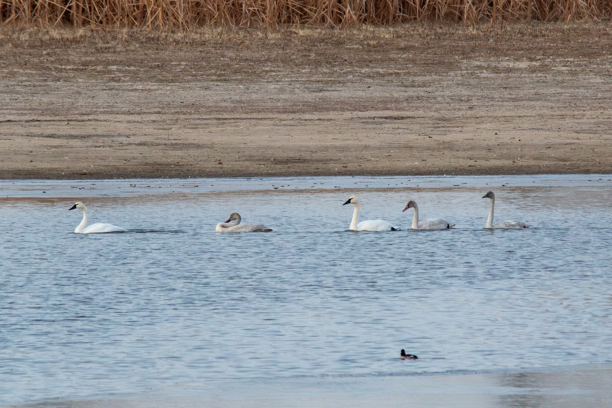 labuť malá - ML646168674