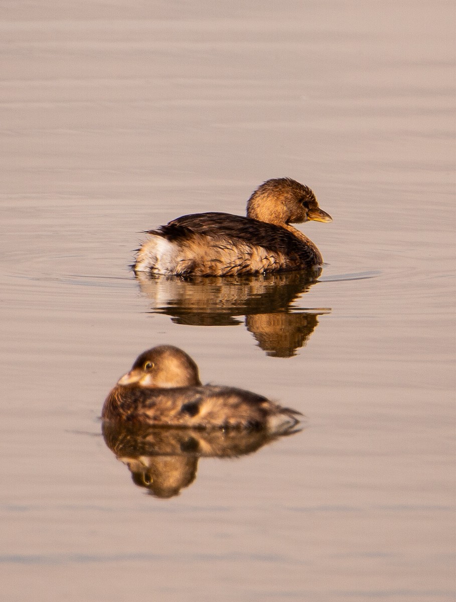 Pied-billed Grebe - ML646168675
