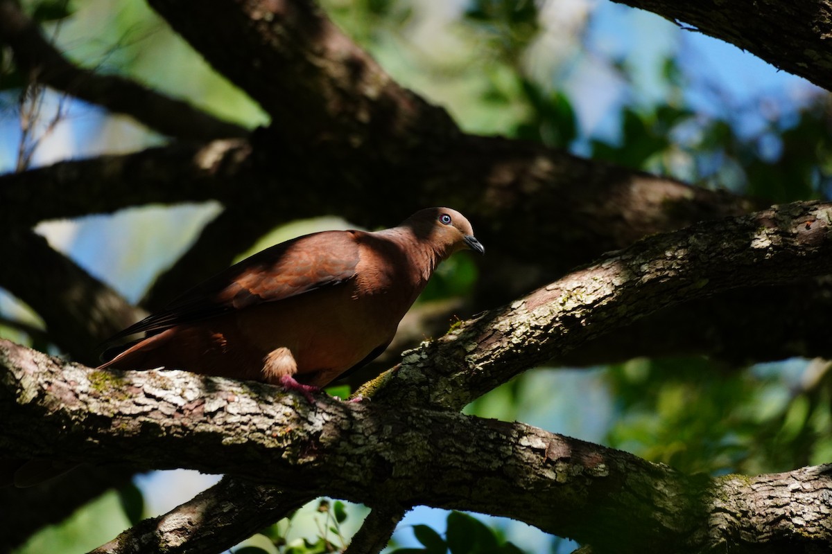 Maronentaube - ML646168686