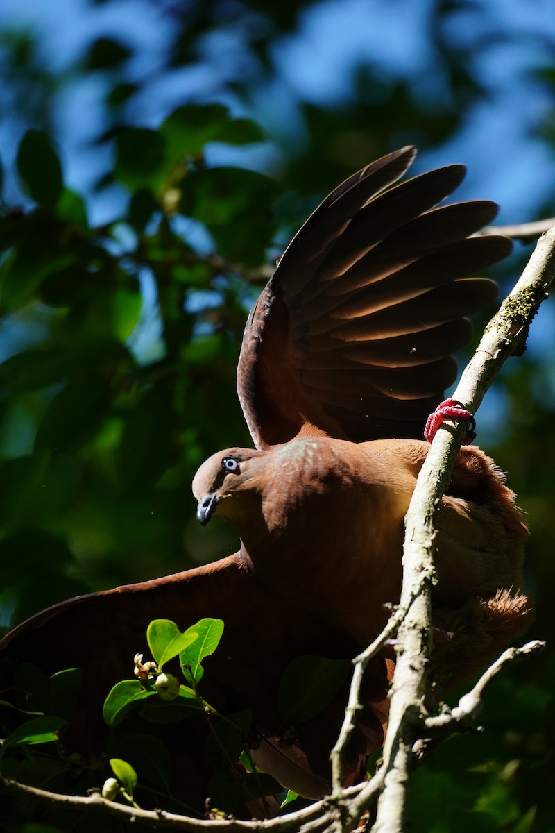 Maronentaube - ML646168687