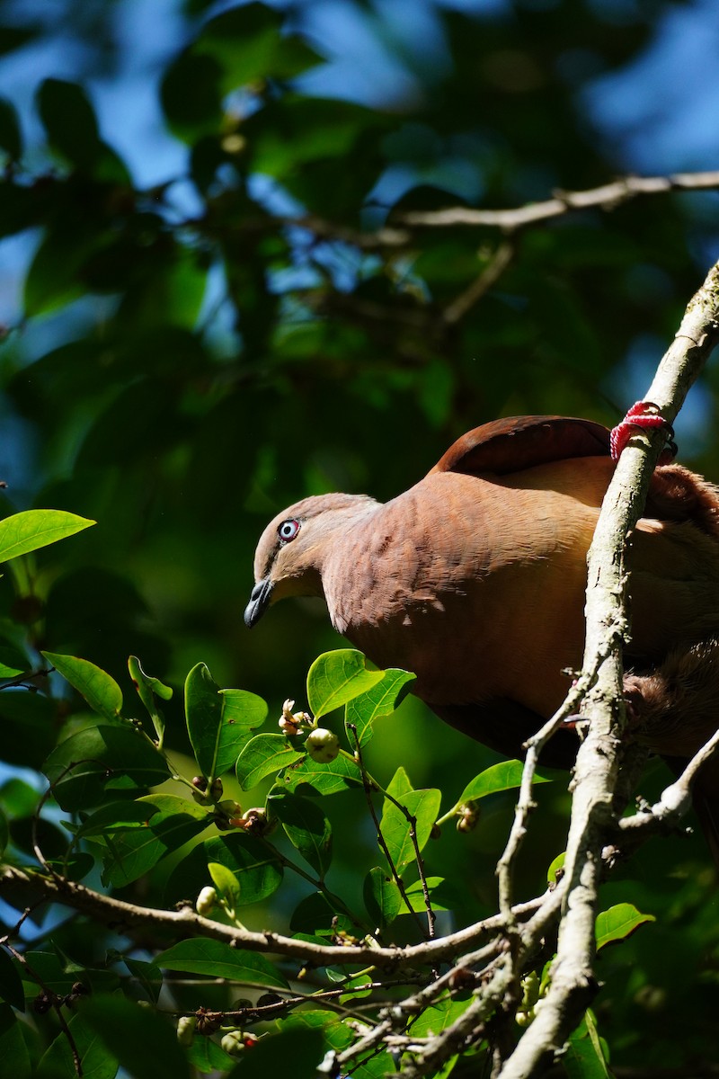 Maronentaube - ML646168688