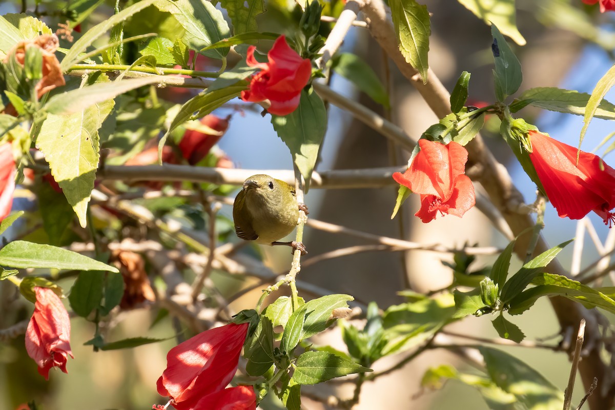 Suimanga Siparaja - ML646168689