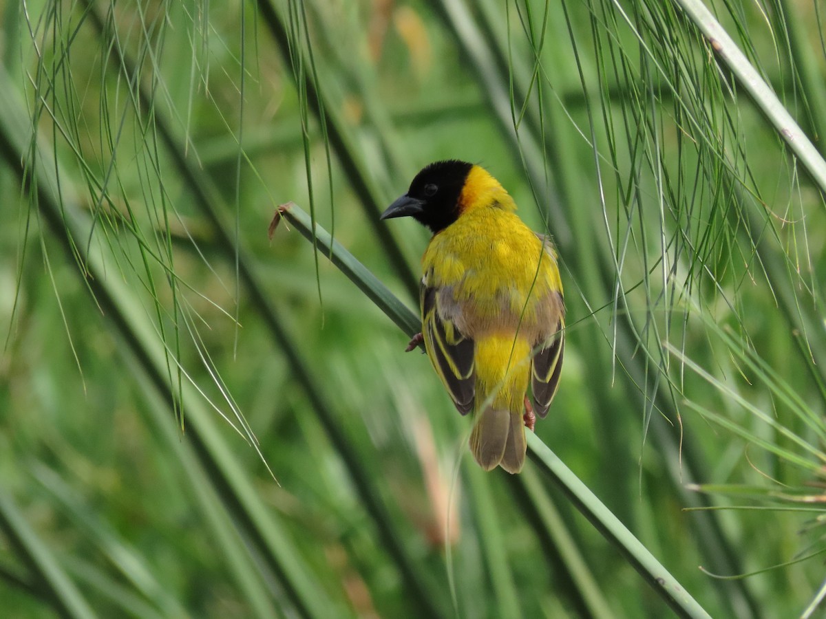 Black-headed Weaver - ML646168696