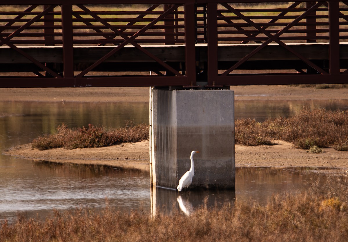 Great Egret - ML646168697