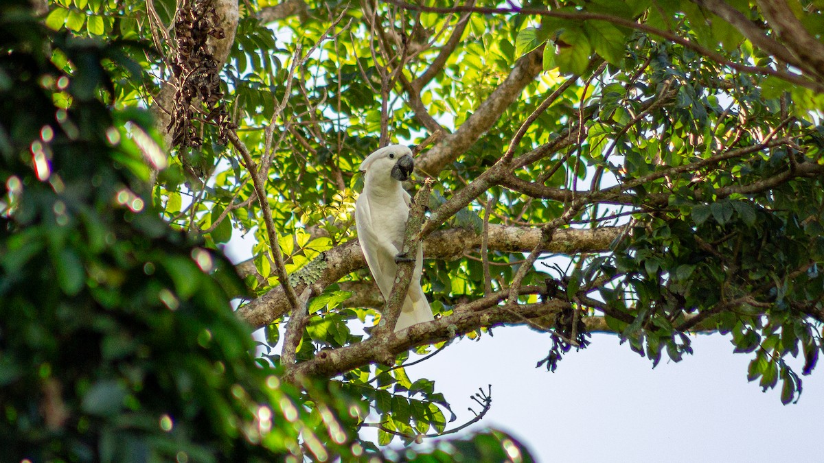 White Cockatoo - ML646168700