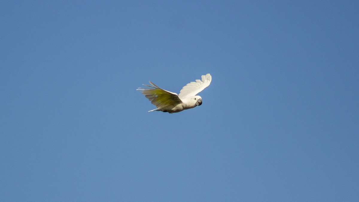 White Cockatoo - ML646168701