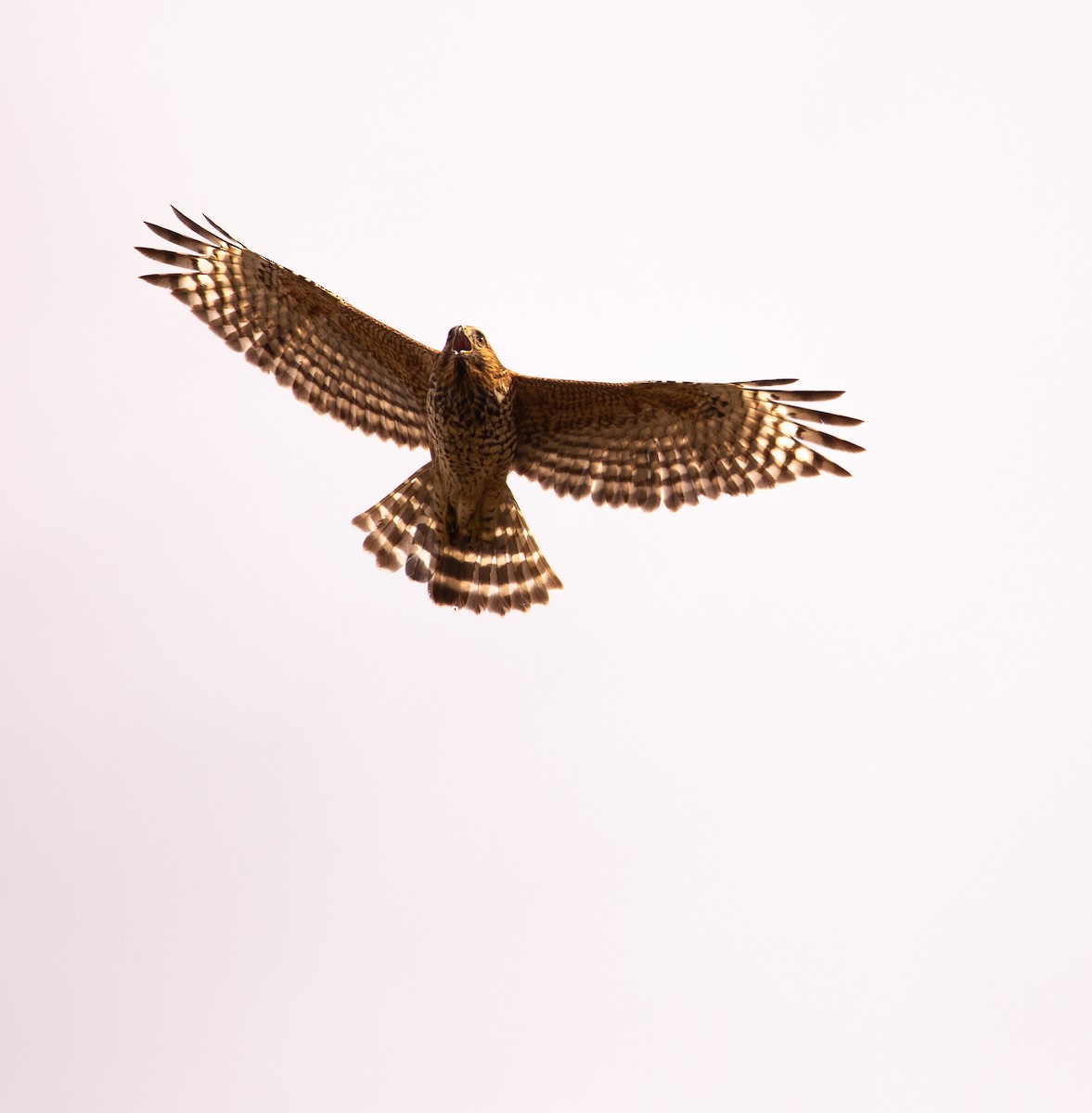 Red-shouldered Hawk - ML646168704