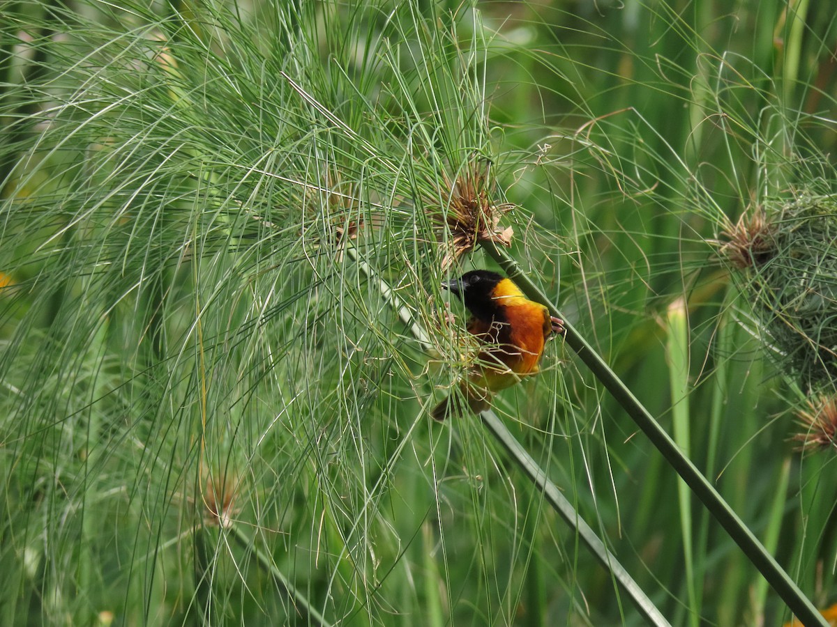 Black-headed Weaver - ML646168705