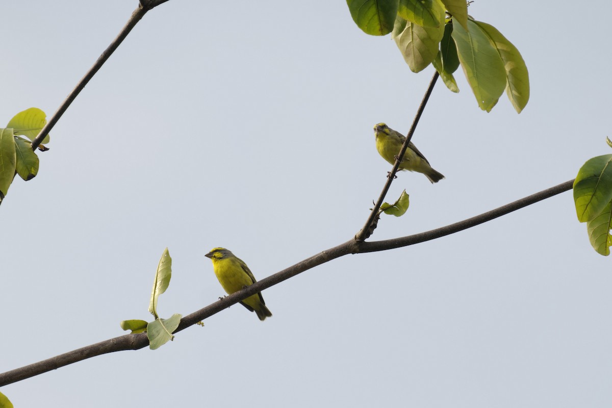 Yellow-fronted Canary - ML646168708