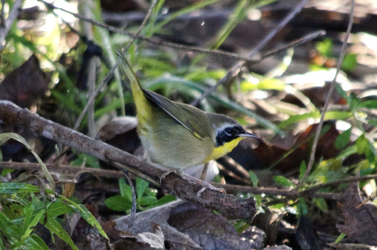 Common Yellowthroat - ML646168712