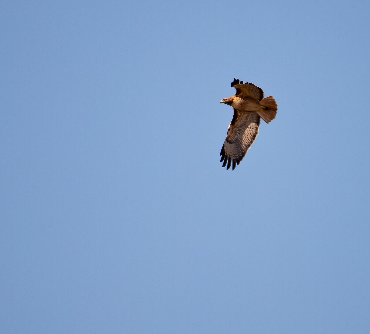 Red-tailed Hawk - ML646168716