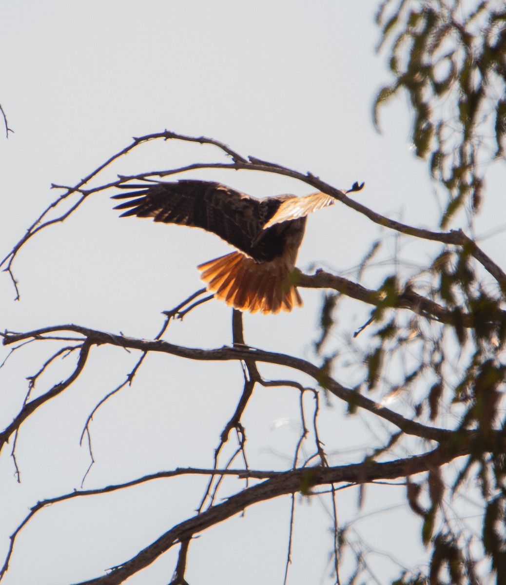 Red-tailed Hawk - ML646168717