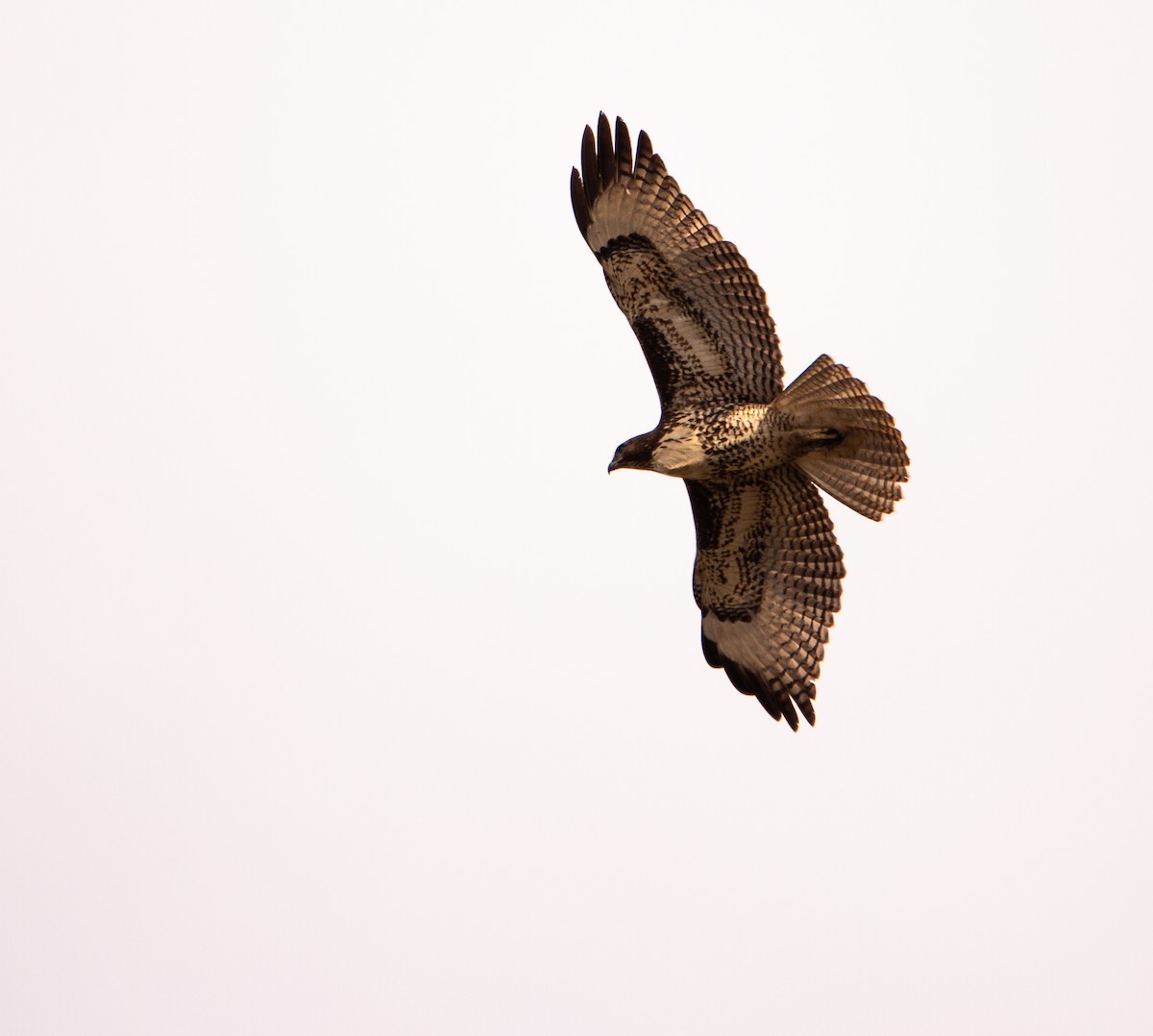Red-tailed Hawk - ML646168718