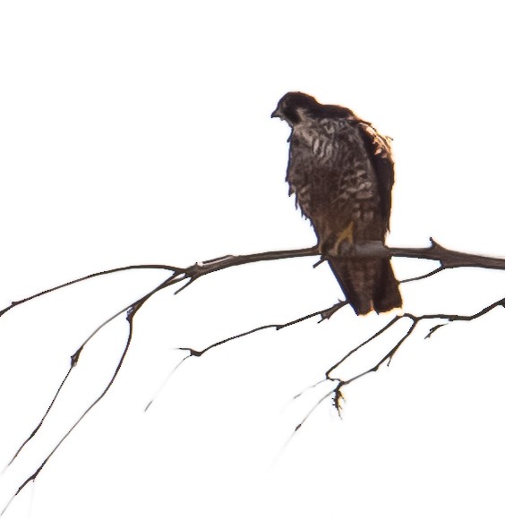 Peregrine Falcon - ML646168723