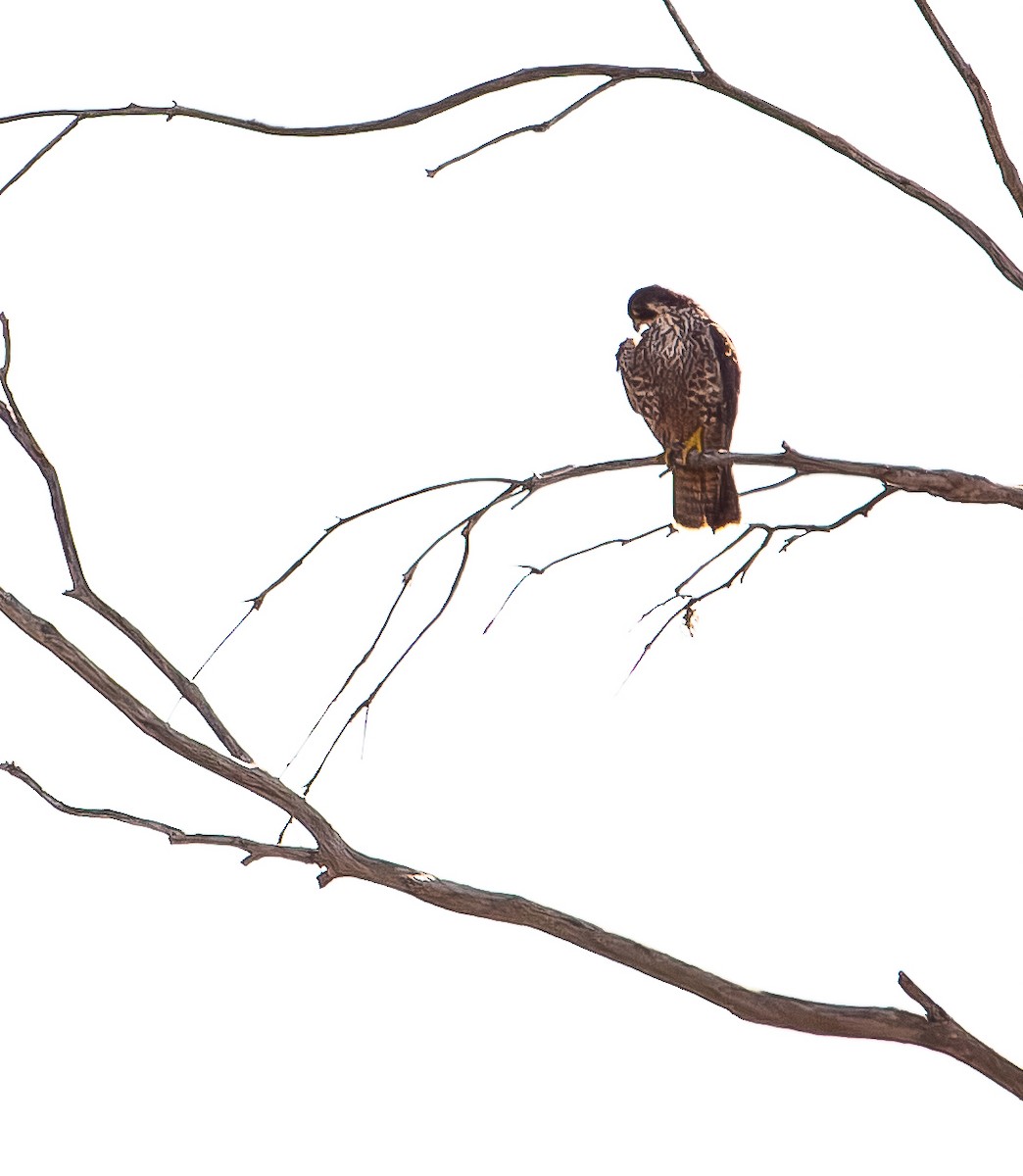 Peregrine Falcon - ML646168724