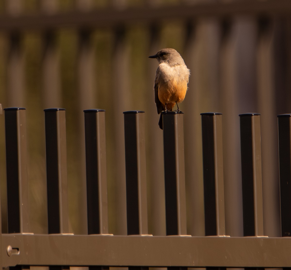 Say's Phoebe - ML646168727