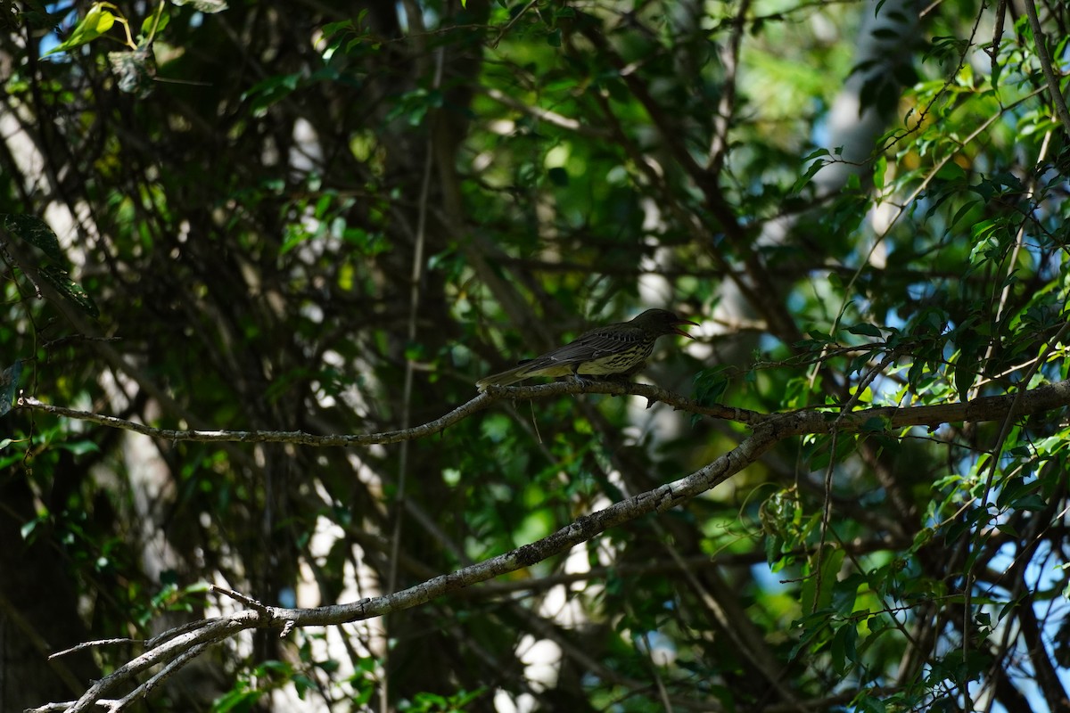 žluva olivovohřbetá - ML646168732