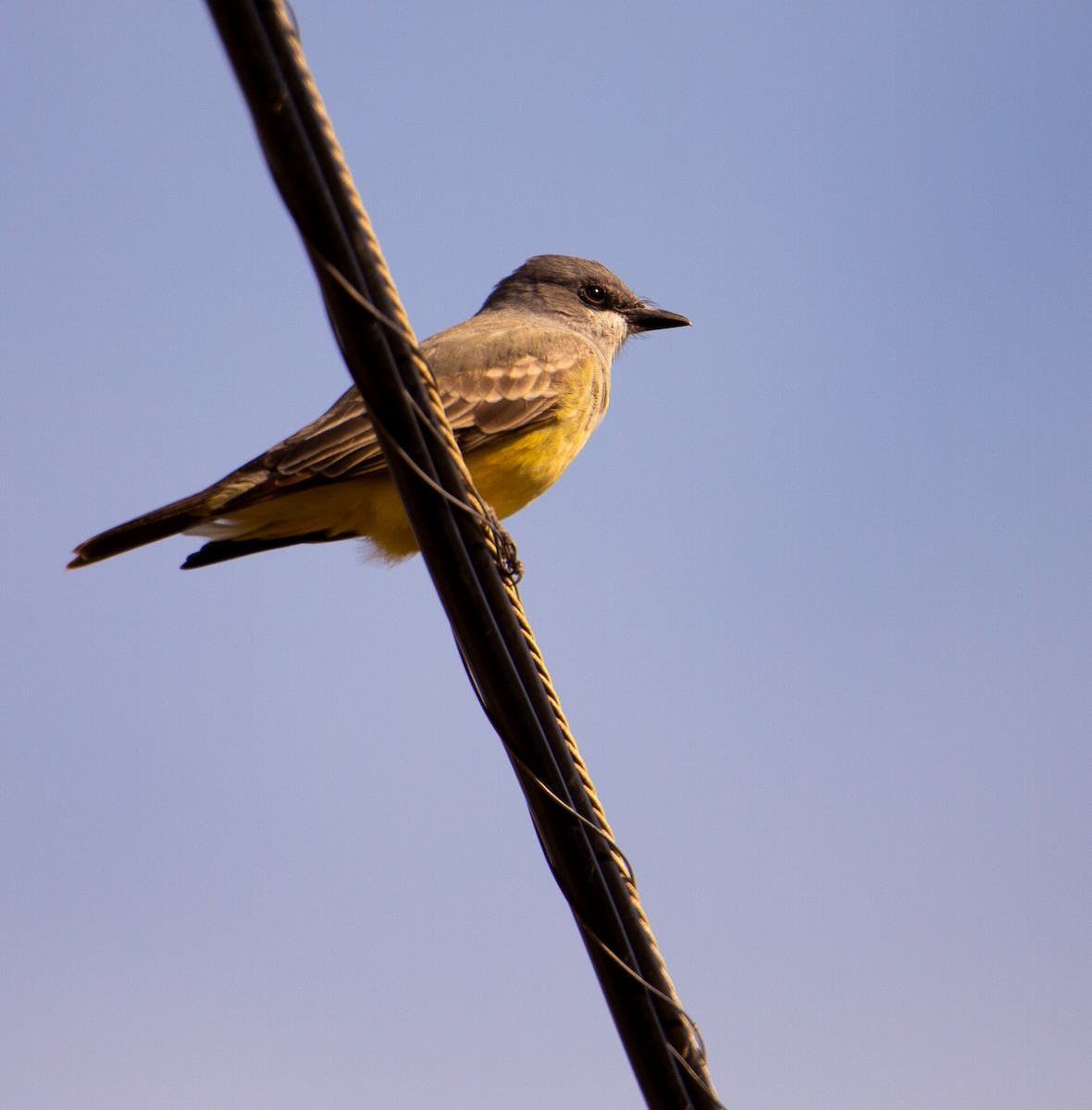 Cassin's Kingbird - ML646168734